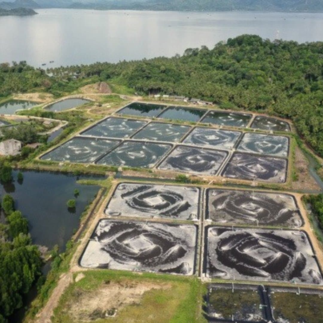 Aerial view of aquaculture ponds on the Indonesian coast
